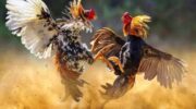 Ilustrasi Sabung Ayam