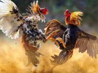 Ilustrasi Sabung Ayam