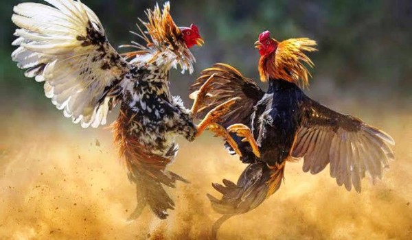 Ilustrasi Sabung Ayam