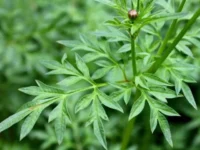 Manfaat Daun Kenikir untuk Pria Tingkatkan Stamina Alami