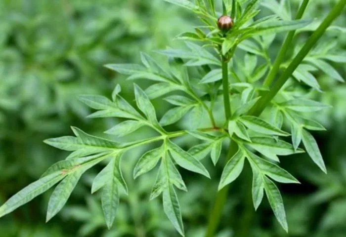 Manfaat Daun Kenikir untuk Pria Tingkatkan Stamina Alami