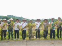 Wakil Bupati Barru mengikuti panen raya nasional swasembada pangan di Kelurahan Kiru-Kiru bersama petani