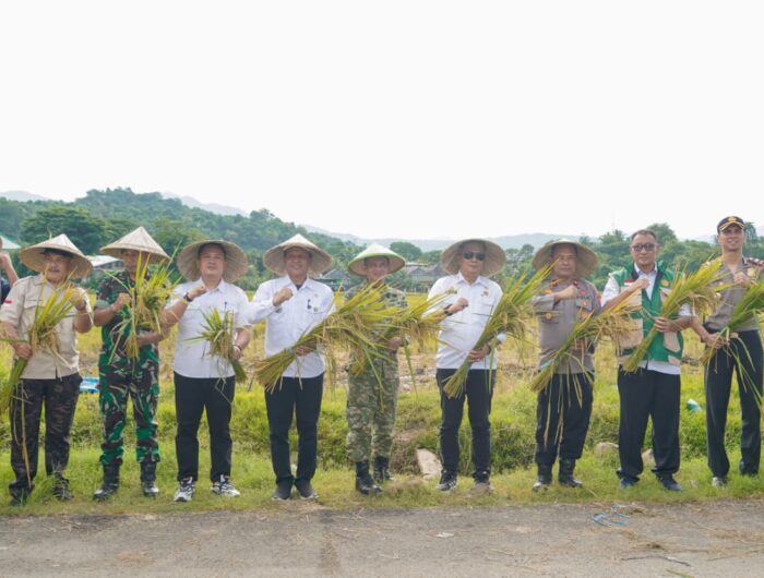 Wakil Bupati Barru mengikuti panen raya nasional swasembada pangan di Kelurahan Kiru-Kiru bersama petani