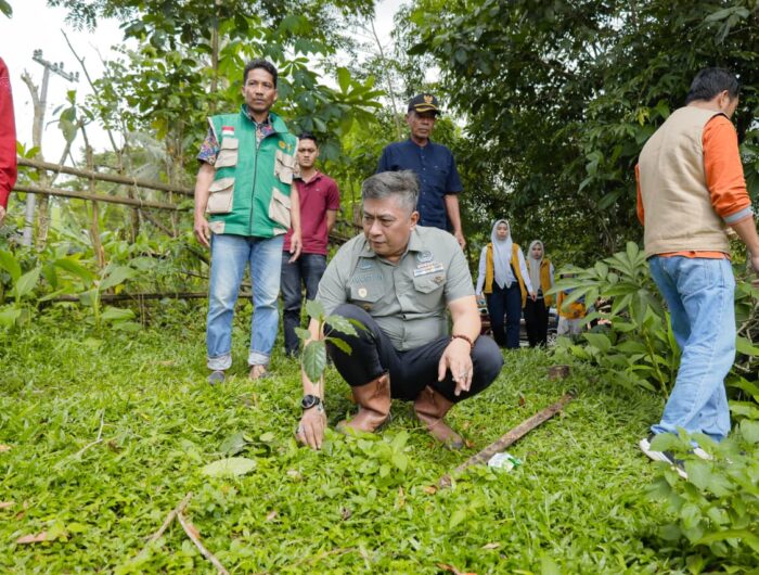 Wakil Bupati Barru Abustan A. Bintang meninjau lahan pertanaman kopi petani di Desa Gattareng, Kecamatan Pujananting
