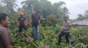 Petugas kepolisian dan BPBD menangani pohon tumbang yang menimpa rumah warga di Desa Kading, Barru