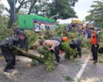 Petugas BPBD Barru bersama TNI dan Polri menangani pohon tumbang akibat angin kencang di Kabupaten Barru.