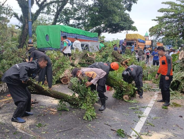 Petugas BPBD Barru bersama TNI dan Polri menangani pohon tumbang akibat angin kencang di Kabupaten Barru.