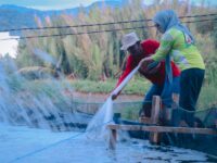 Andi Ina Kartika Sari saat meninjau langsung panen udang Kelompok Budidaya di Takkalasi, Kec. Balusu
