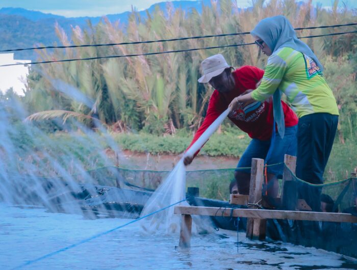 Andi Ina Kartika Sari saat meninjau langsung panen udang Kelompok Budidaya di Takkalasi, Kec. Balusu