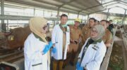 Bupati Barru meninjau karantina hewan Garongkong untuk memastikan kesehatan ternak menjelang Idul Adha