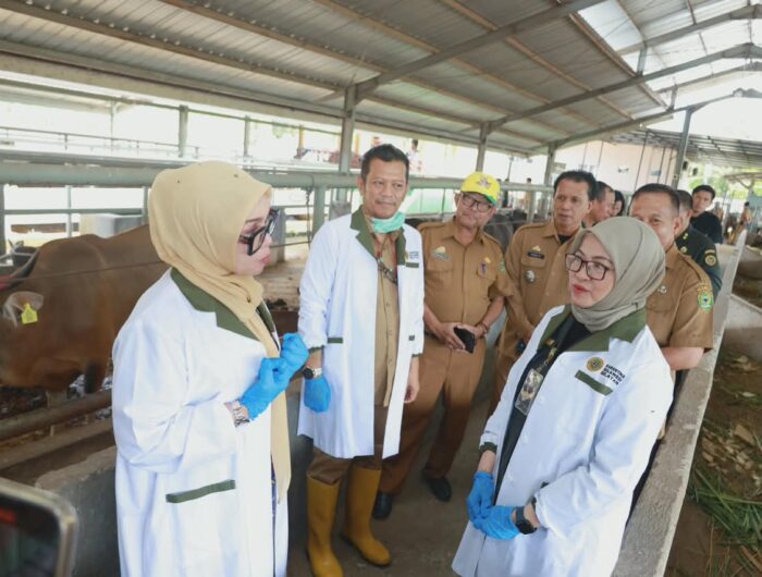 Bupati Barru meninjau karantina hewan Garongkong untuk memastikan kesehatan ternak menjelang Idul Adha