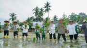 Bupati Barru melakukan penanaman padi di lokasi Oplah Barru di Kelurahan Sepee