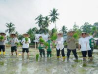 Bupati Barru melakukan penanaman padi di lokasi Oplah Barru di Kelurahan Sepee
