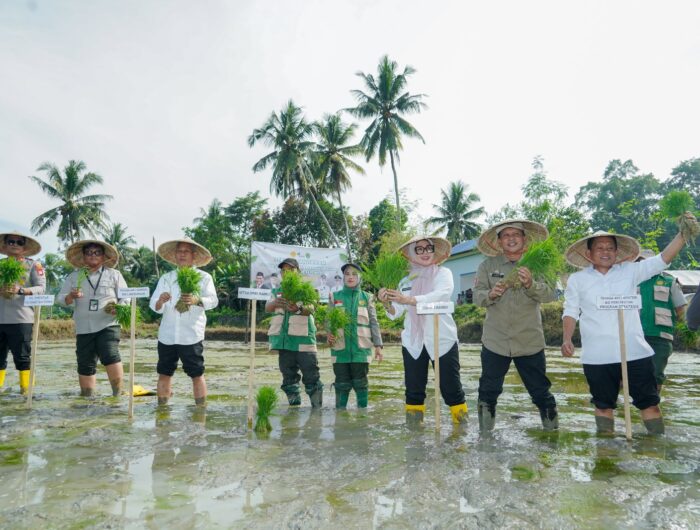 Bupati Barru melakukan penanaman padi di lokasi Oplah Barru di Kelurahan Sepee