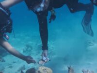 Kapolres Barru membersihkan sampah plastik saat menyelam di perairan Pulau Dutungan