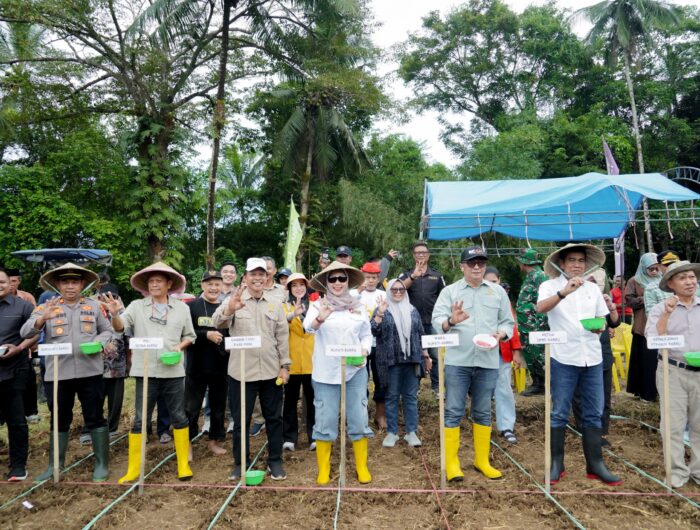 Bupati Barru bersama tim Unhas dan petani melakukan tanam bersama bibit jagung unggul JJ UH 01 di Desa Galung Kabupaten Barru