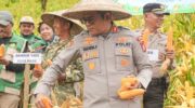 Kapolres Barru AKBP Ananda Fauzi Harahap saat panen raya jagung serentak Kuartal II Tahun 2026 di Desa Libureng, Kabupaten Barru.