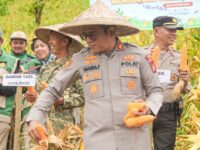 Kapolres Barru AKBP Ananda Fauzi Harahap saat panen raya jagung serentak Kuartal II Tahun 2026 di Desa Libureng, Kabupaten Barru.