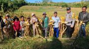 Bhabinkamtibmas Desa Lalabata Aipda Tajuddin mendampingi pengambilan ubinan jagung di lahan binaan Polres Barru milik Kelompok Tani Mulaelo II di Dusun Bacu-Bacu, Kecamatan Tanete Rilau.