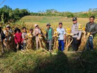 Bhabinkamtibmas Desa Lalabata Aipda Tajuddin mendampingi pengambilan ubinan jagung di lahan binaan Polres Barru milik Kelompok Tani Mulaelo II di Dusun Bacu-Bacu, Kecamatan Tanete Rilau.